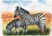 Bild31 Zebras